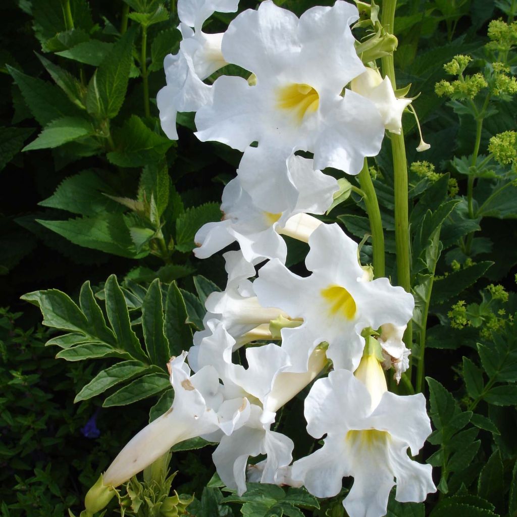 Incarvillea delavayi Snowtop - Hardy Gloxinia