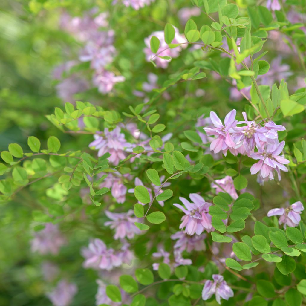 Indigofera kirilowii