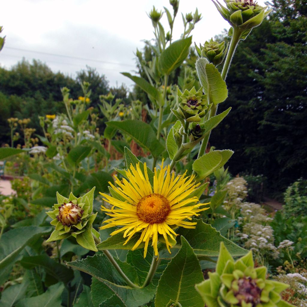 Inula helenium