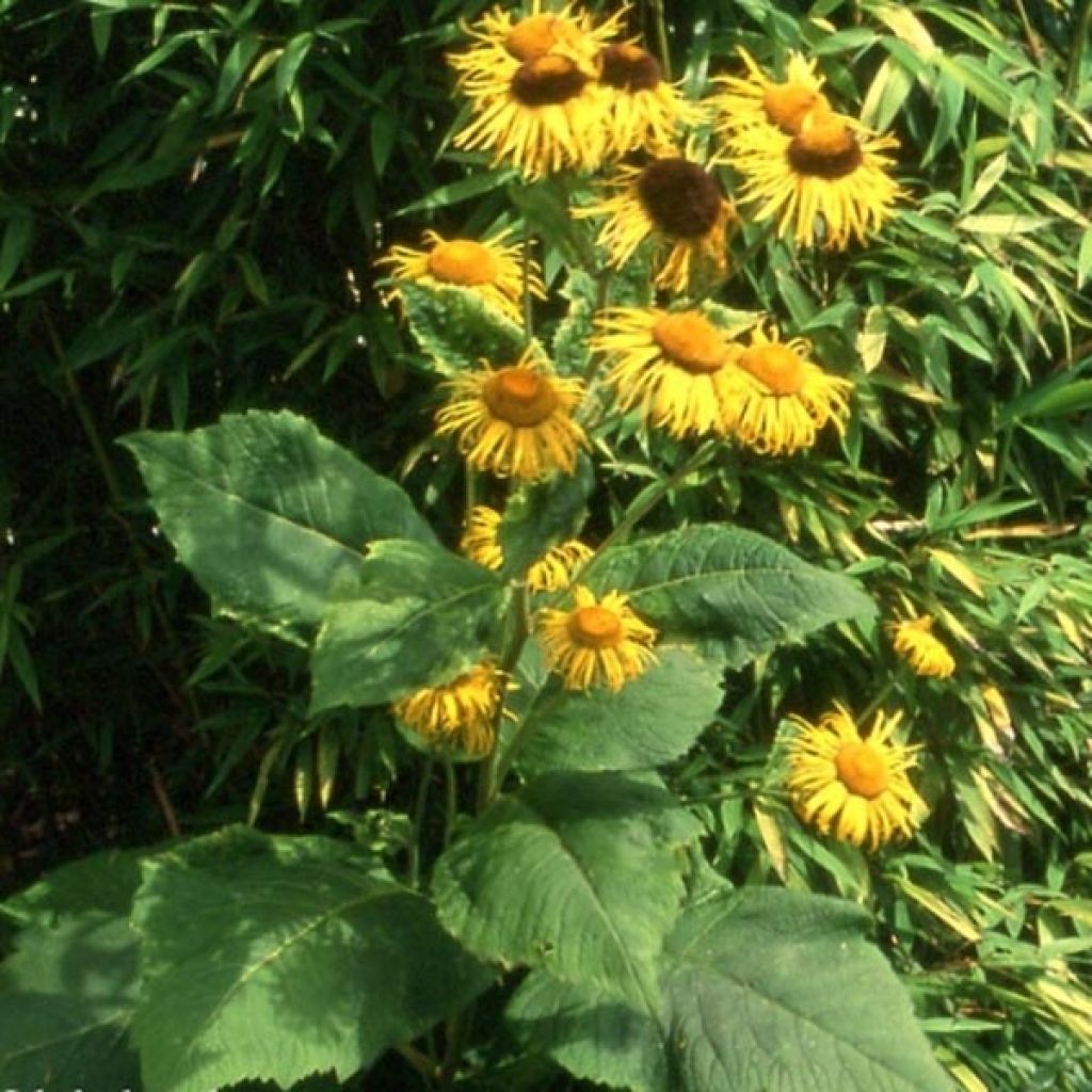 Inula magnifica 