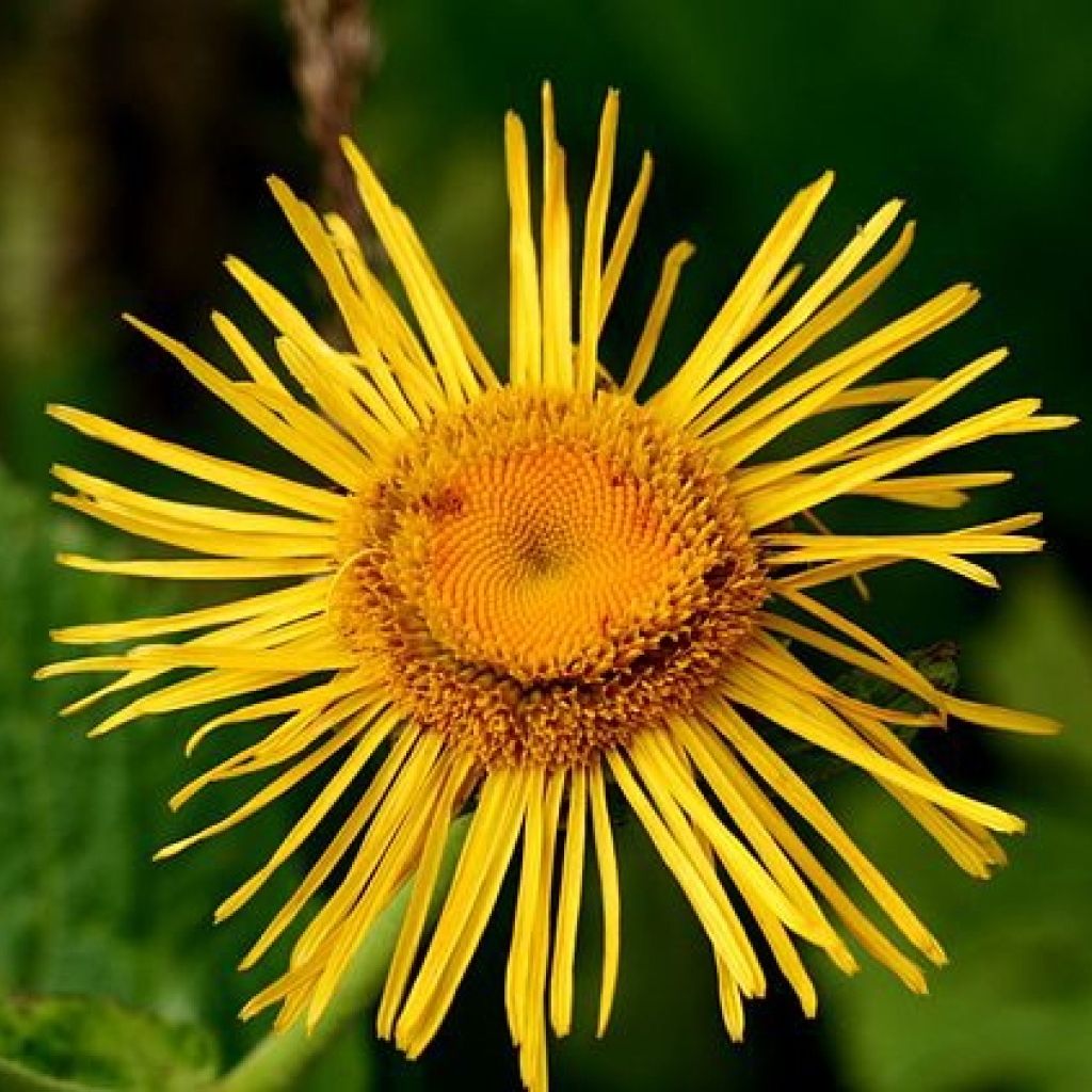 Inula orientalis 