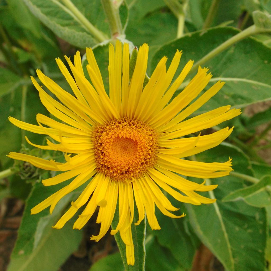 Inula orientalis 