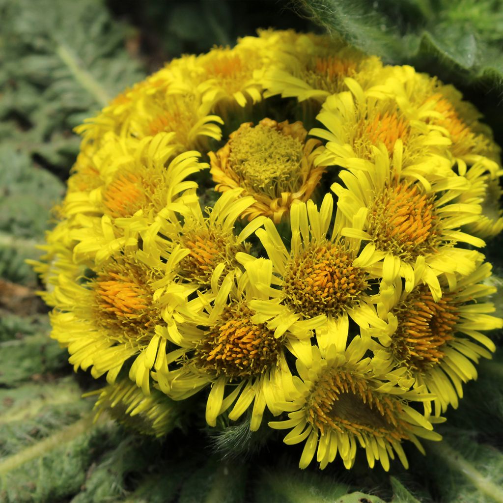 Inula rhizocephala 