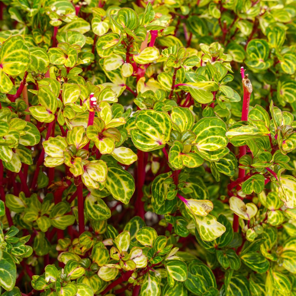 Iresine herbstii  - Bloodleaf plant