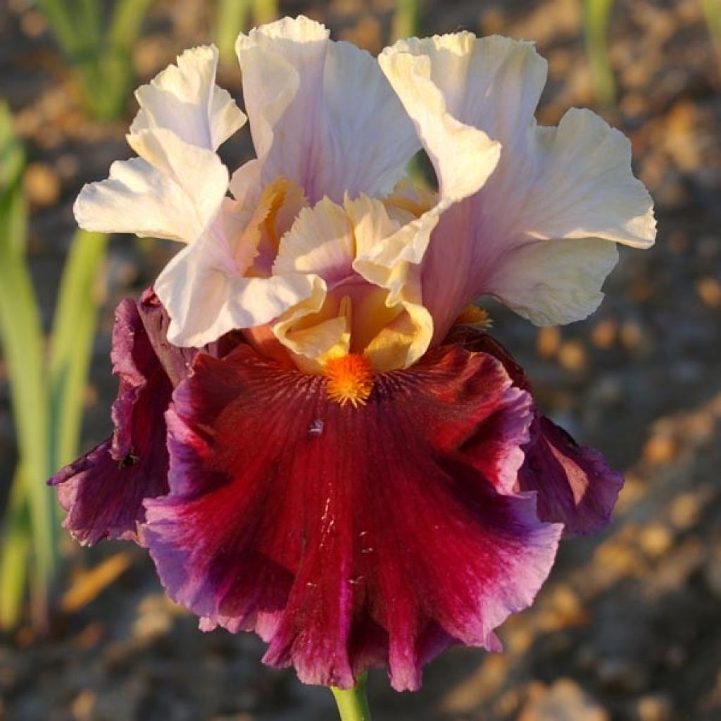 Iris germanica Dance Hall Dandy - Bearded Iris