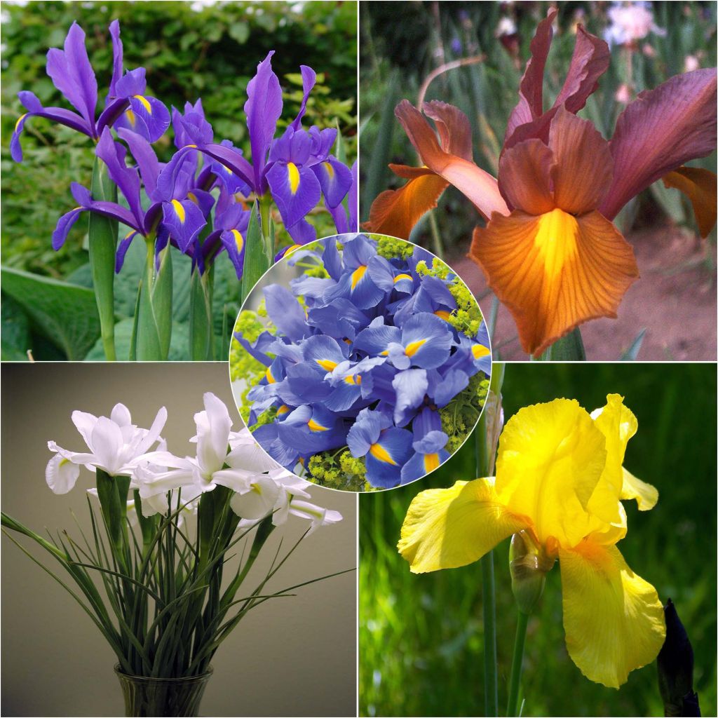Iris hollandica Mix - Dutch Iris