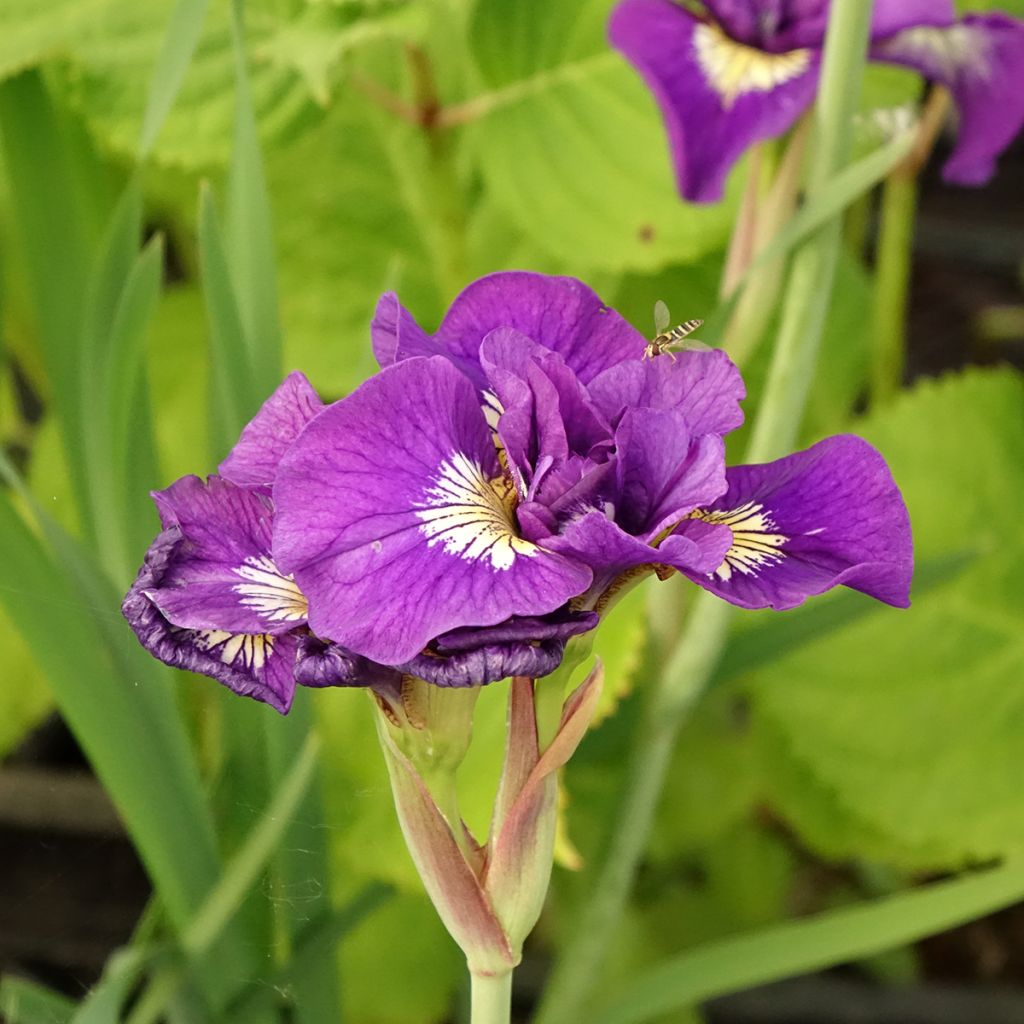 Iris sibirica Double Standard - Siberian Iris