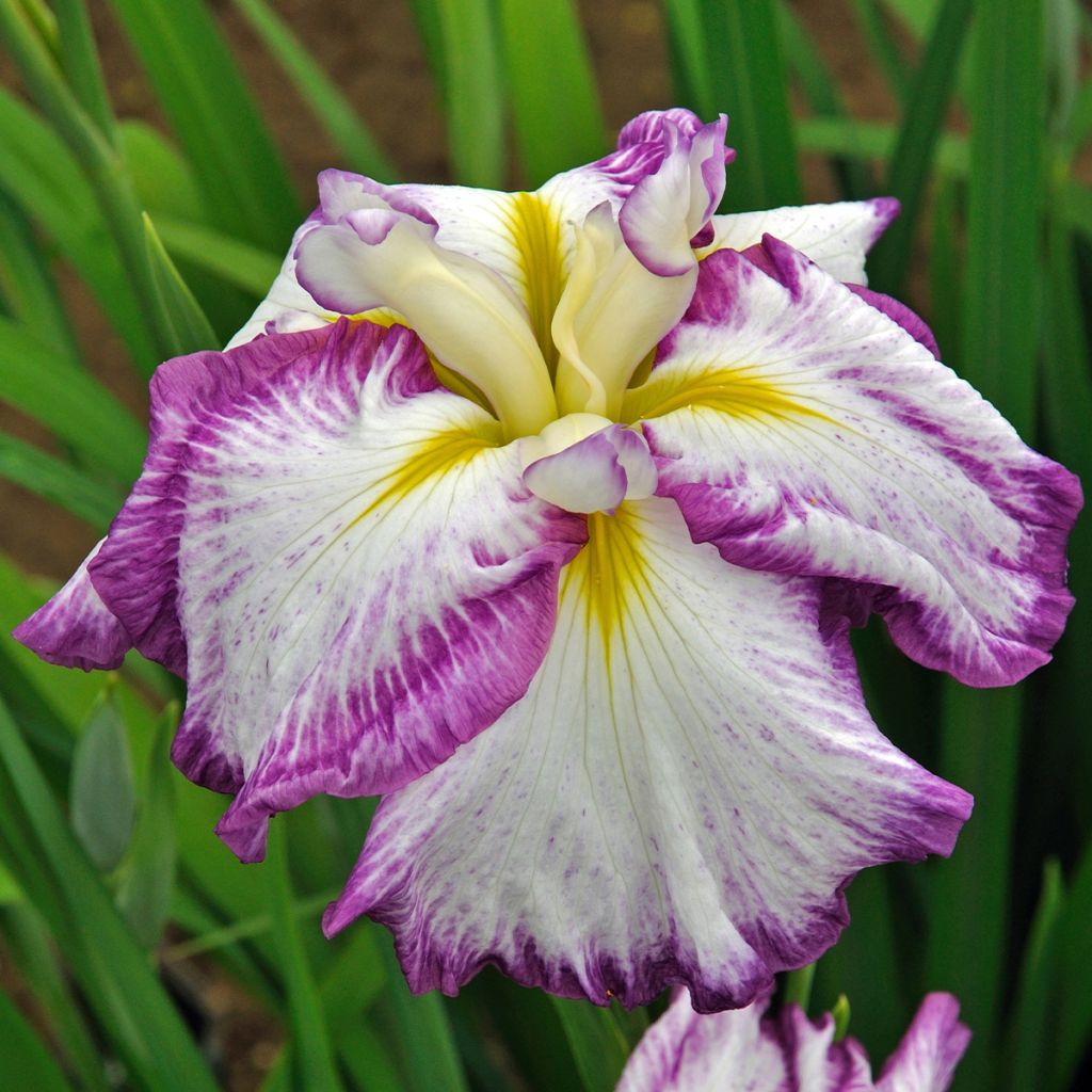 Iris ensata Harlequinesque - Japanese Water Iris