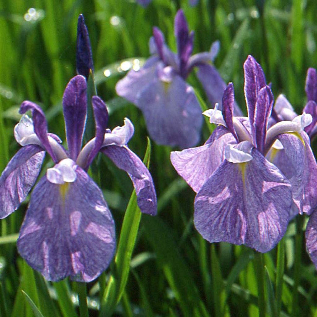 Iris ensata Meteor - Japanese Iris