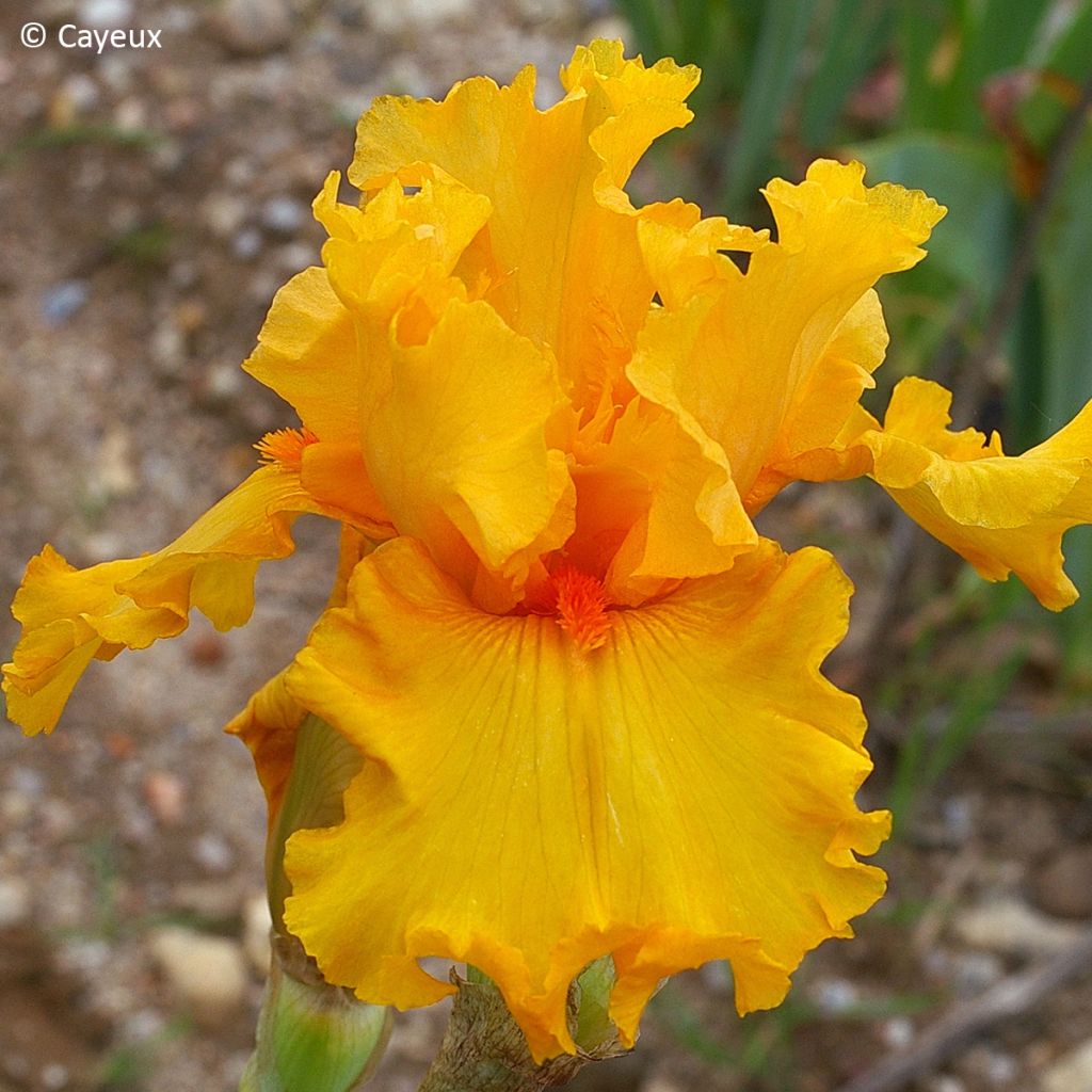 Iris germanica Air d'Été - Tall bearded iris