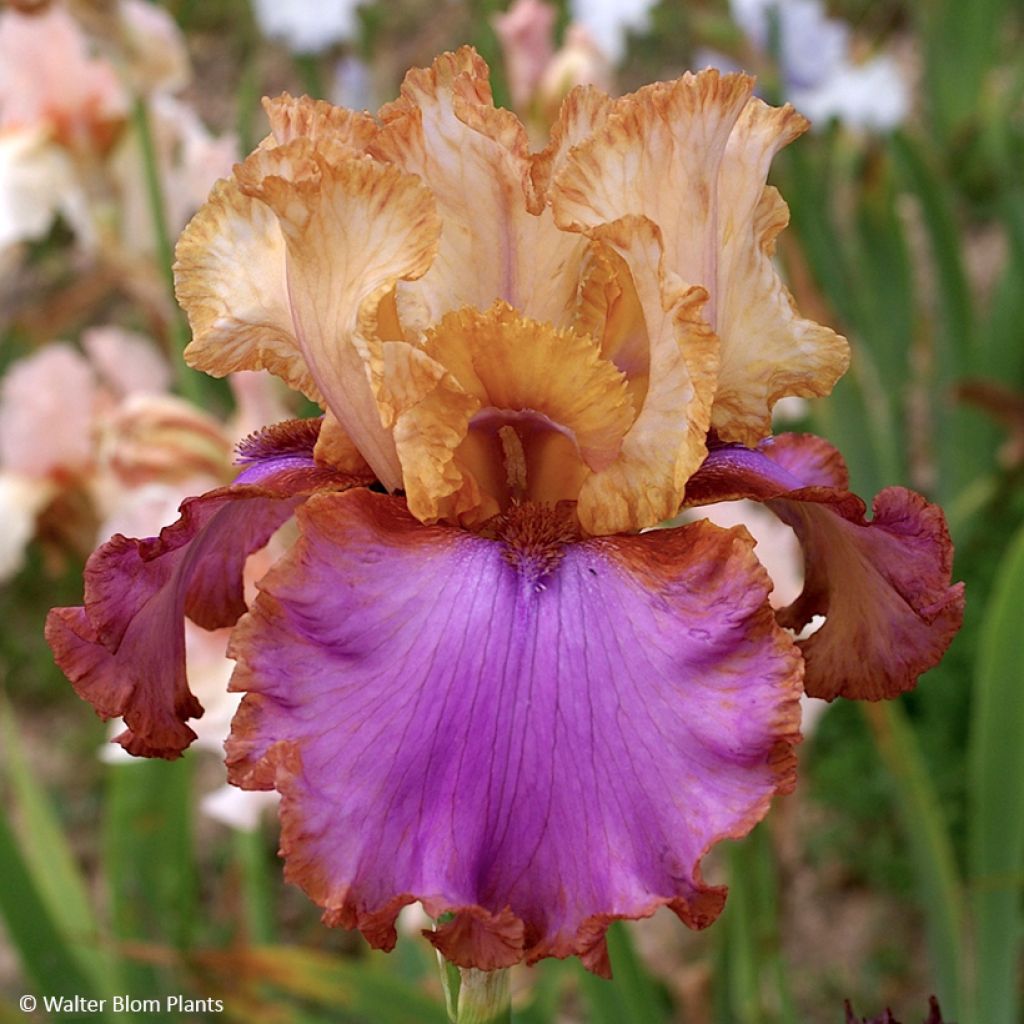 Iris Au Sommet - Tall bearded iris