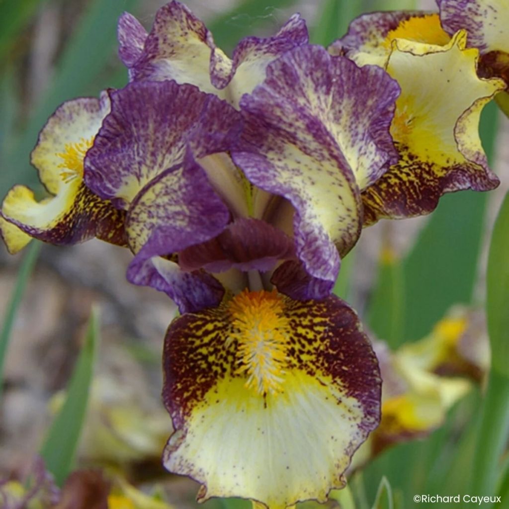 Iris germanica Banded Tiger - Dwarf bearded Iris