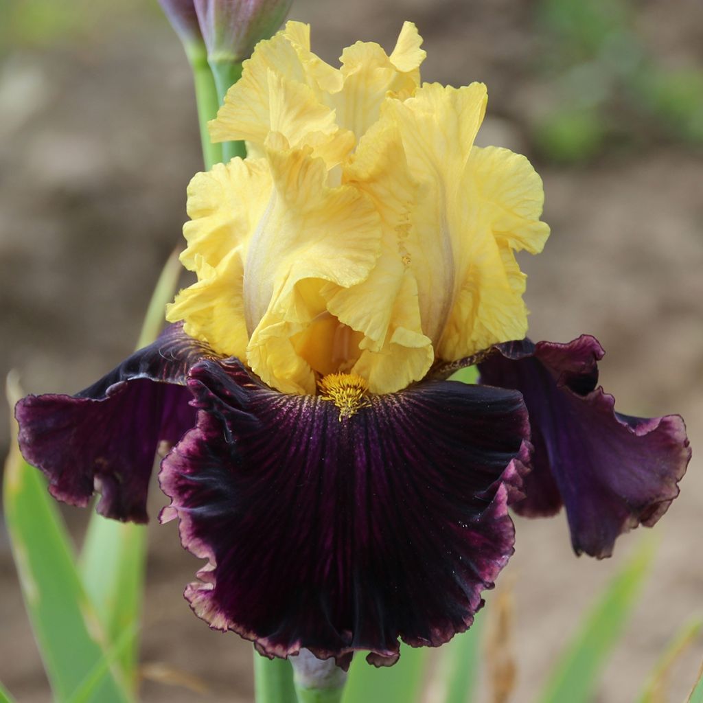Iris germanica Beauté de Sologne - Bearded Iris