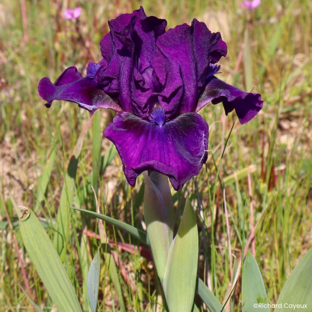 Iris germanica Bourgeois - Dwarf bearded Iris