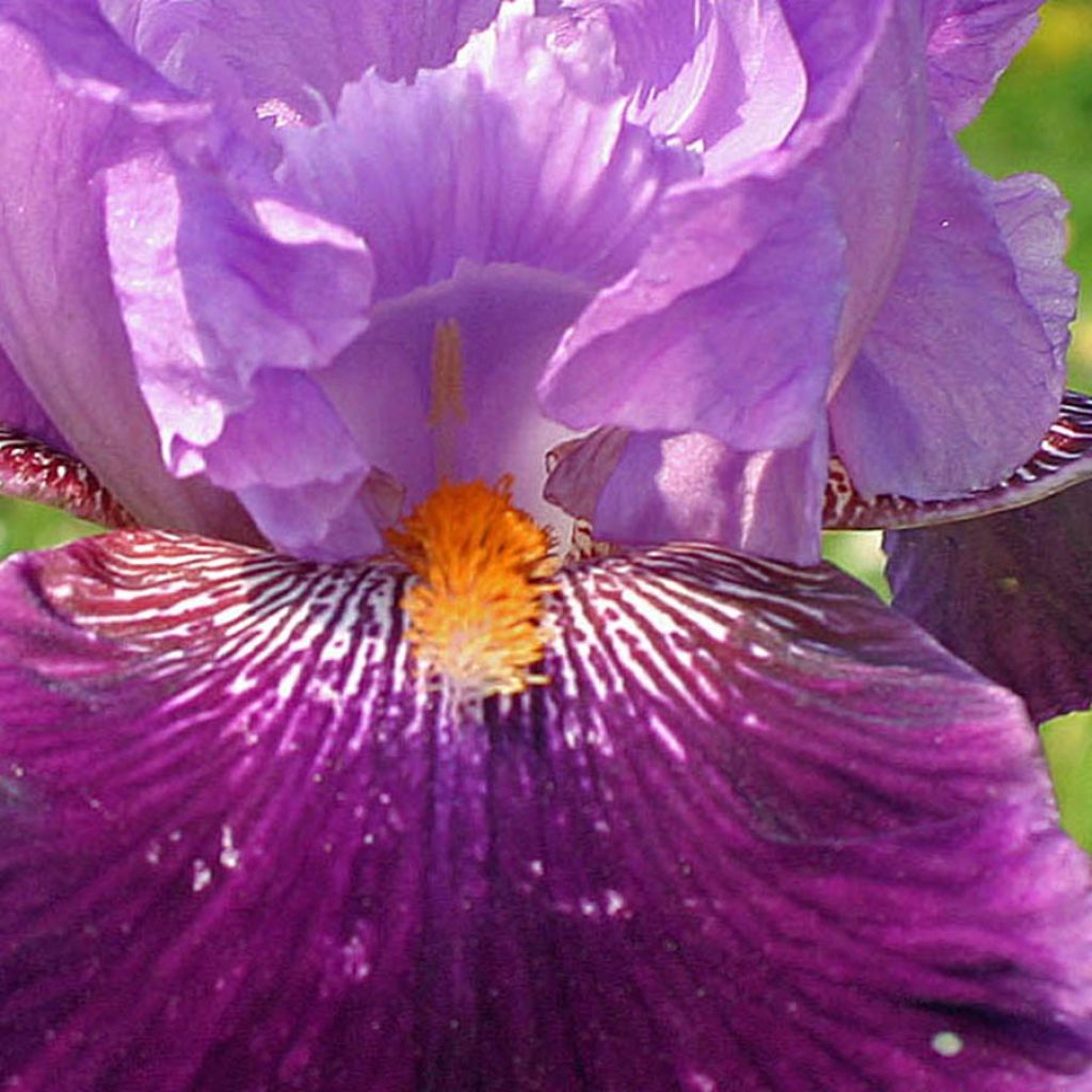 Iris germanica Buc Joyeux Anniversaire - Bearded Iris