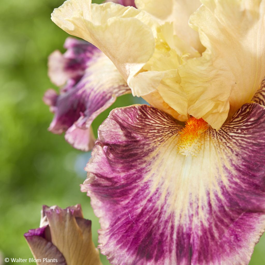 Iris Comme un Sourire - Bearded Iris 