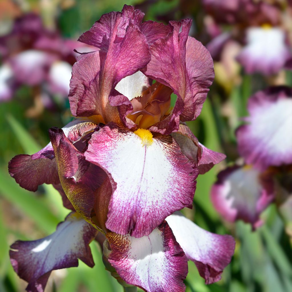 Iris germanica Crinoline - Bearded Iris