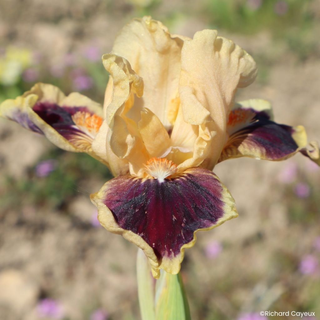 Iris germanica Dazzle Me - Dwarf bearded Iris