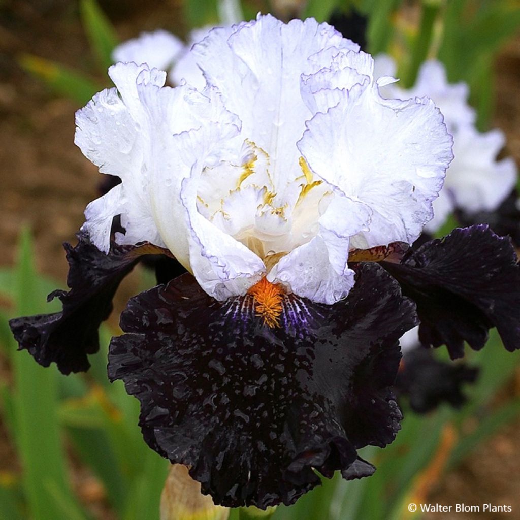 Iris germanica Domino Noir - Tall bearded iris