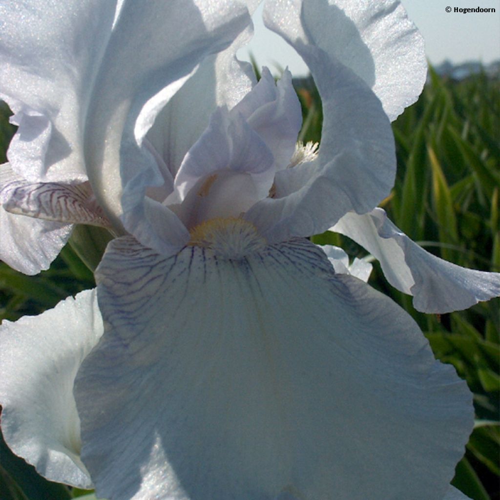 Iris germanica English Cottage - Bearded Iris