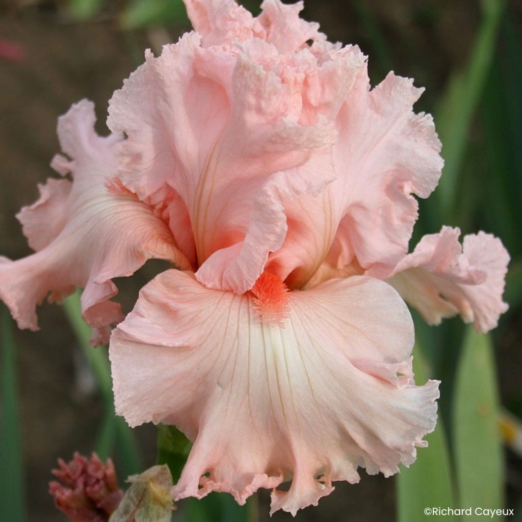 Iris germanica Happenstance - Tall Bearded Iris