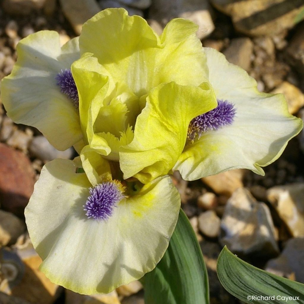 Iris germanica Island Sun - Dwarf bearded Iris