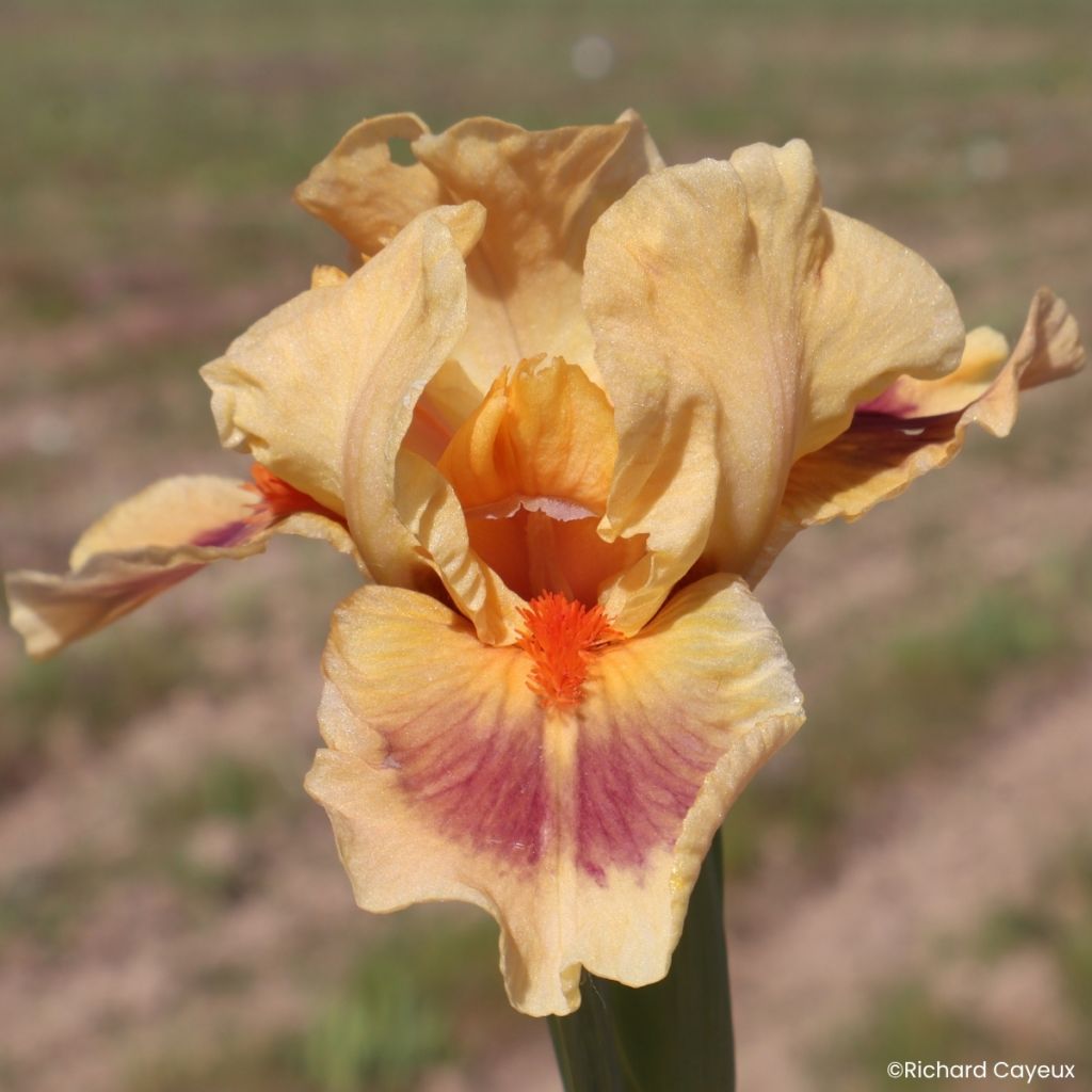 Iris germanica Jive - Bearded Iris