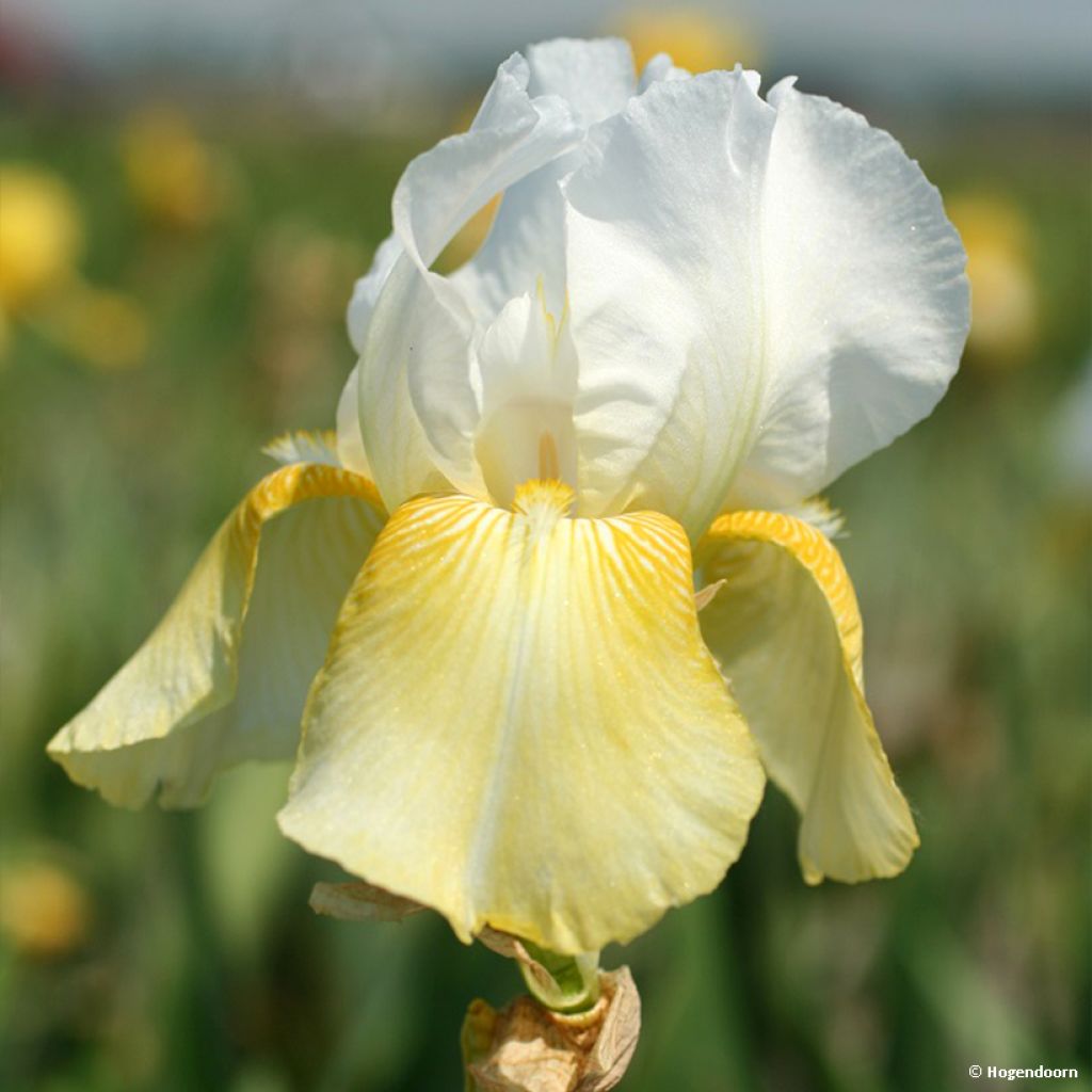 Iris Pinnacle - Bearded Iris
