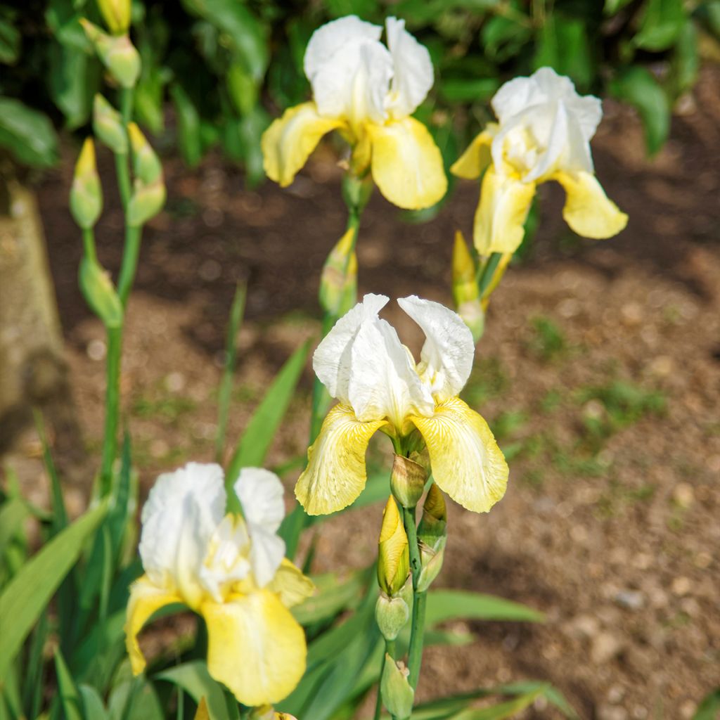Iris Pinnacle - Bearded Iris