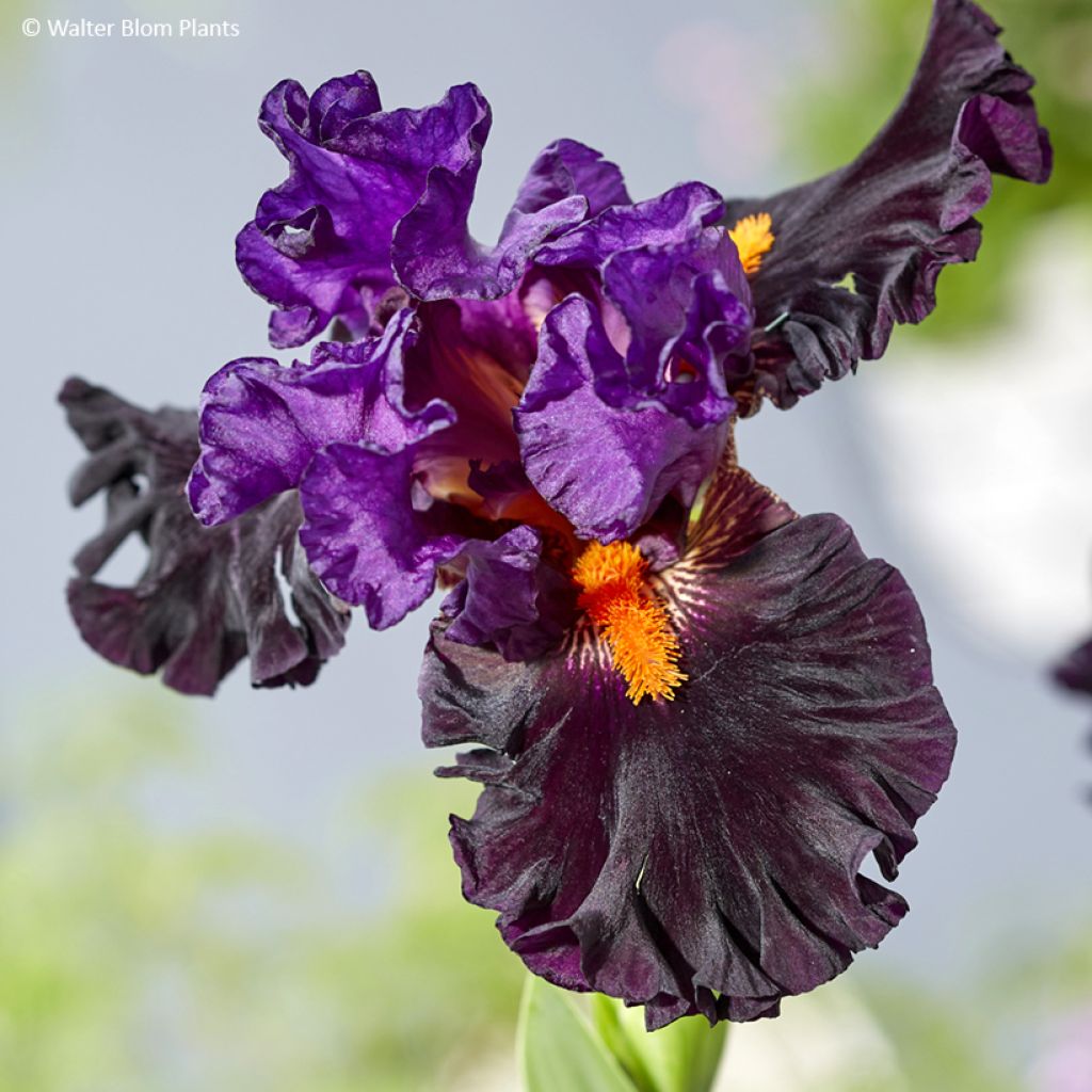 Iris Sharp Dressed Man - Tall bearded iris