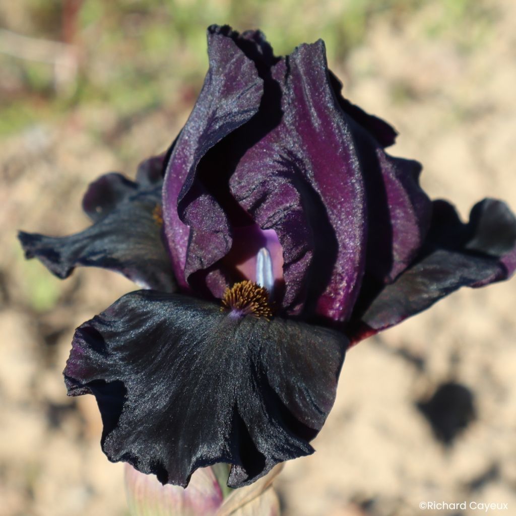 Iris germanica Sinister Desire - Bearded Iris