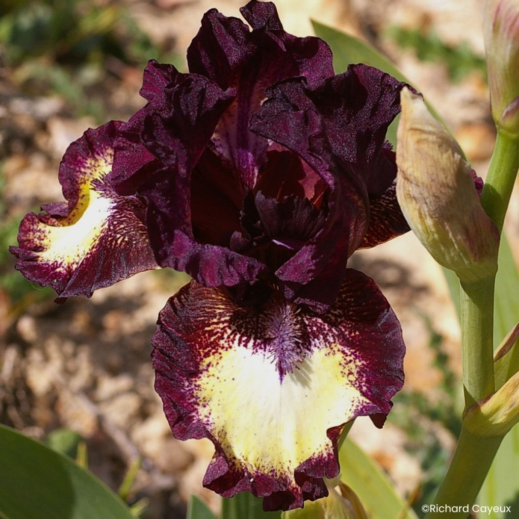 Iris germanica Spectator - Bearded Iris
