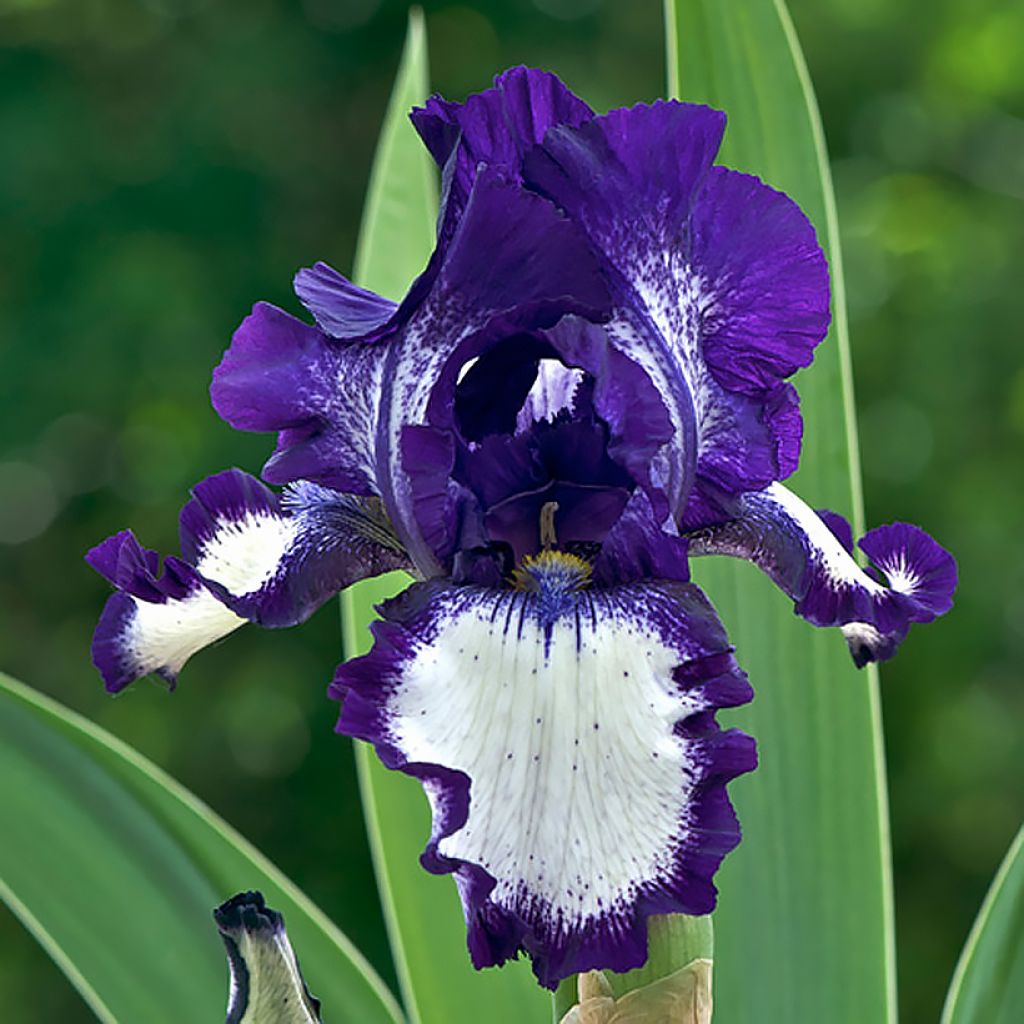 Iris Stepping Out - Tall Bearded Iris