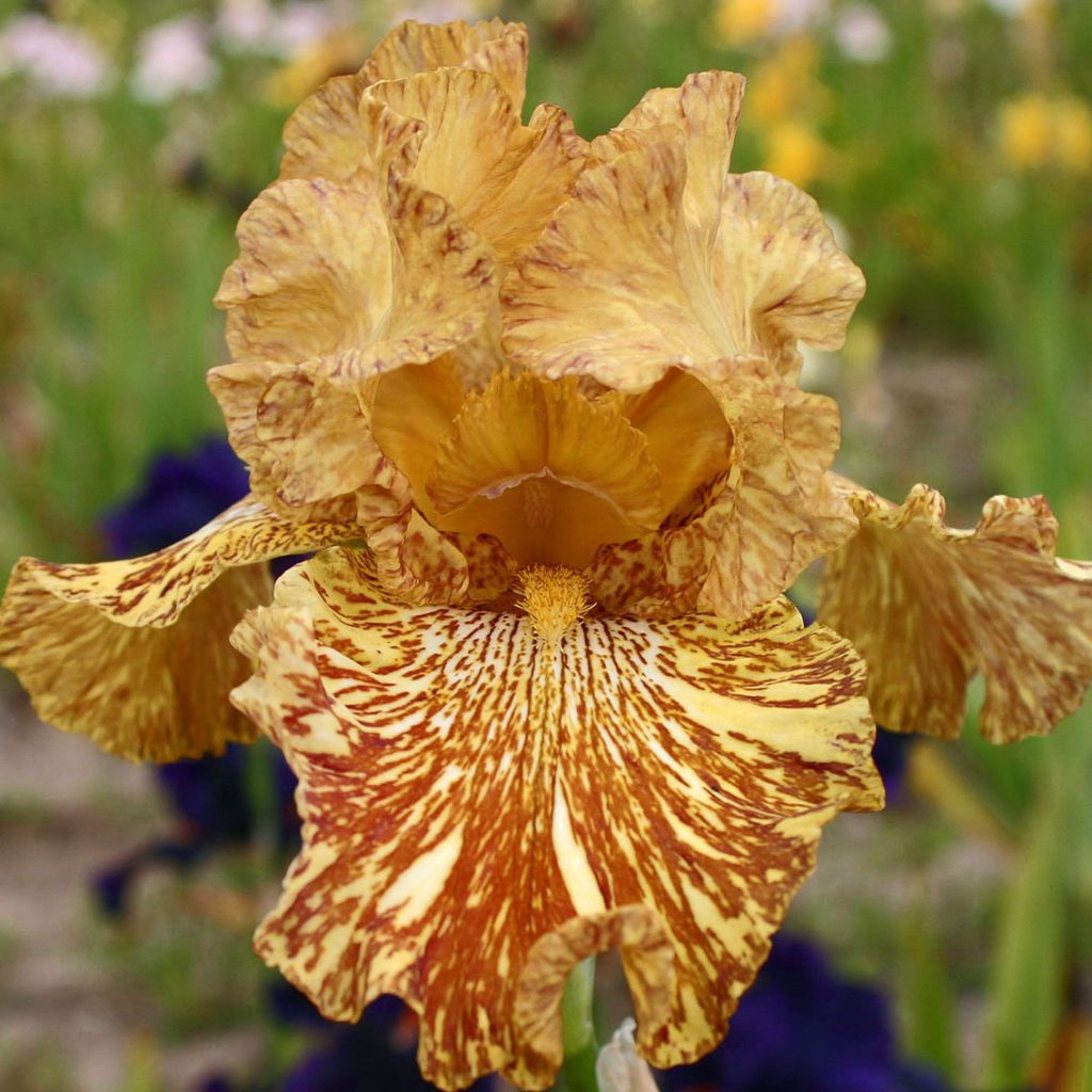 Iris Tiger Honey - Tall Bearded Iris