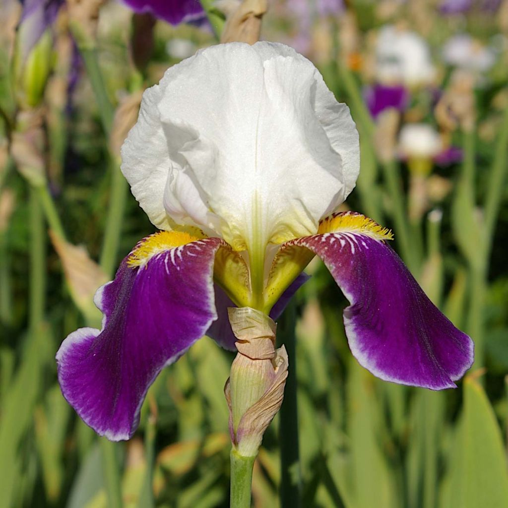 Iris Wabash - Tall Bearded Iris