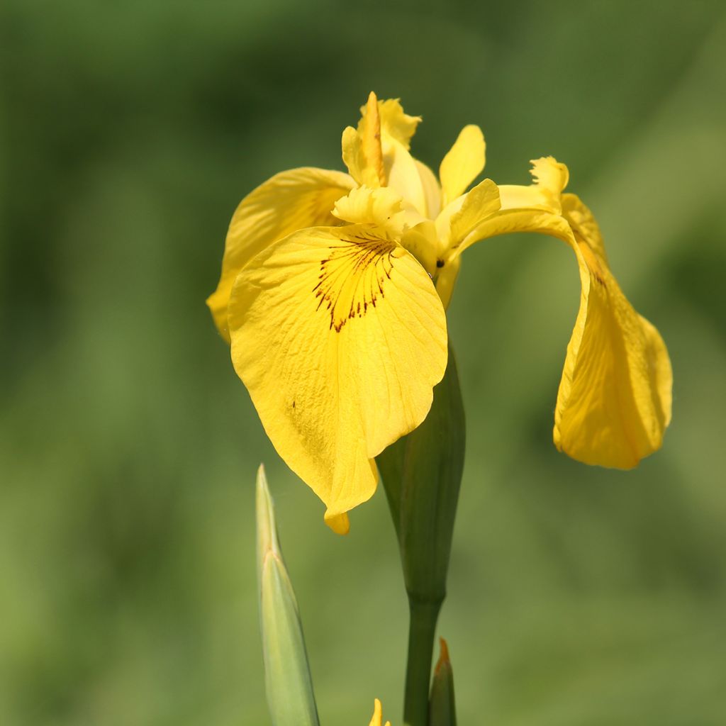 Iris pseudacorus - Yellow Flag