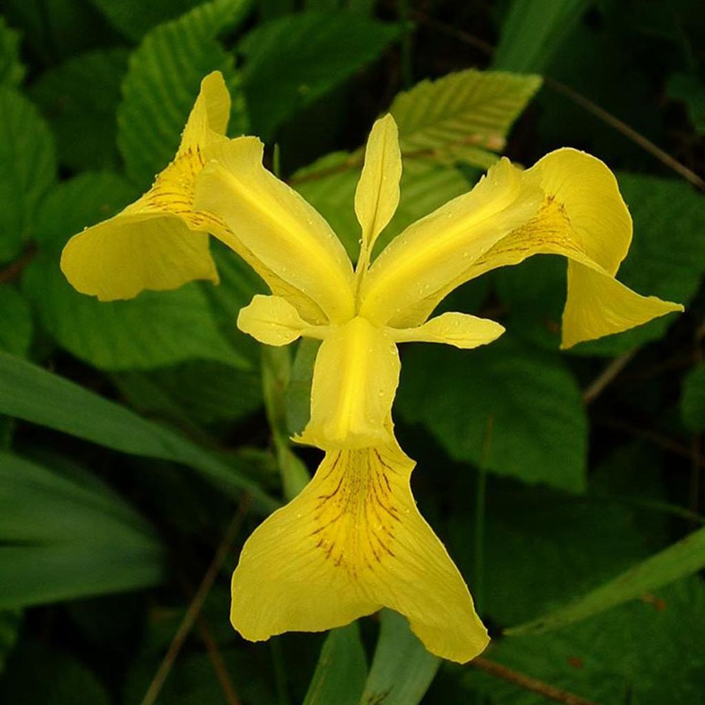 Iris pseudacorus - Yellow Flag