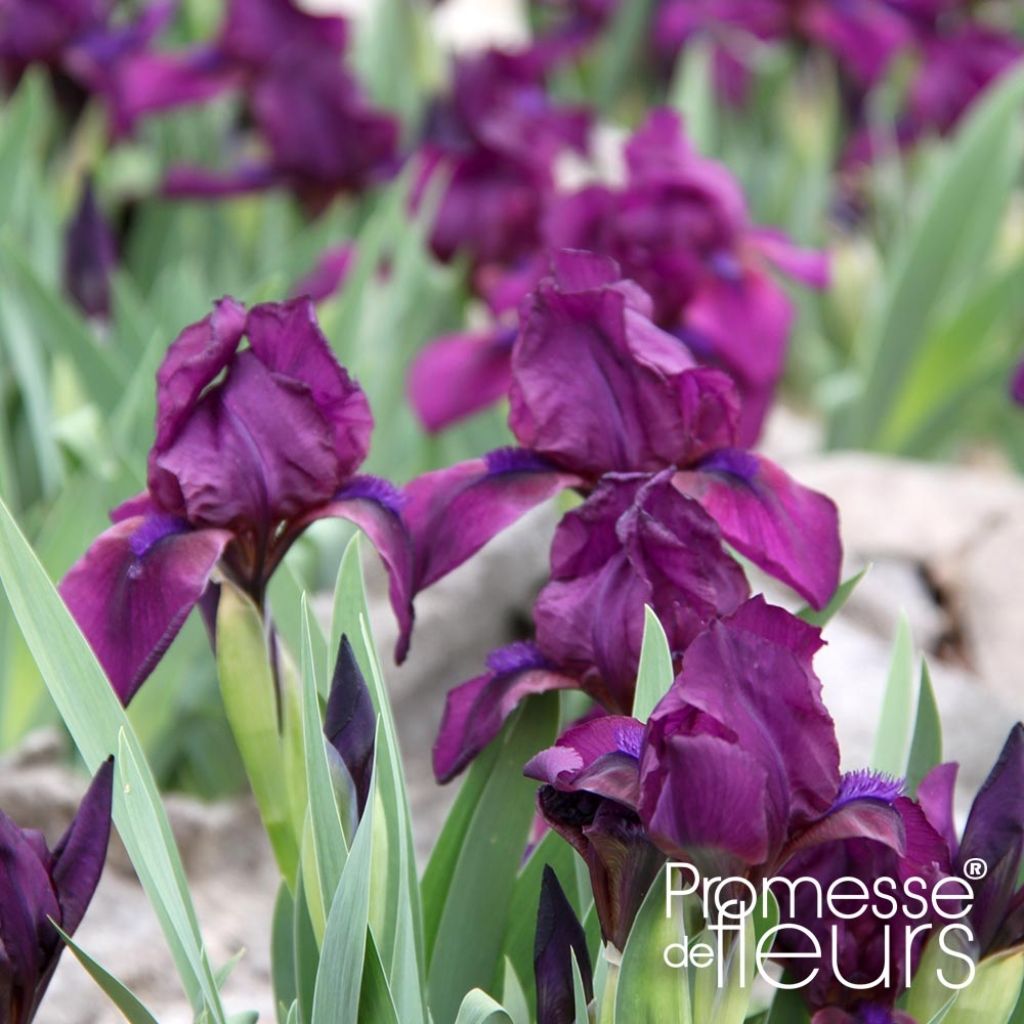 Iris Cherry Garden (SDB)