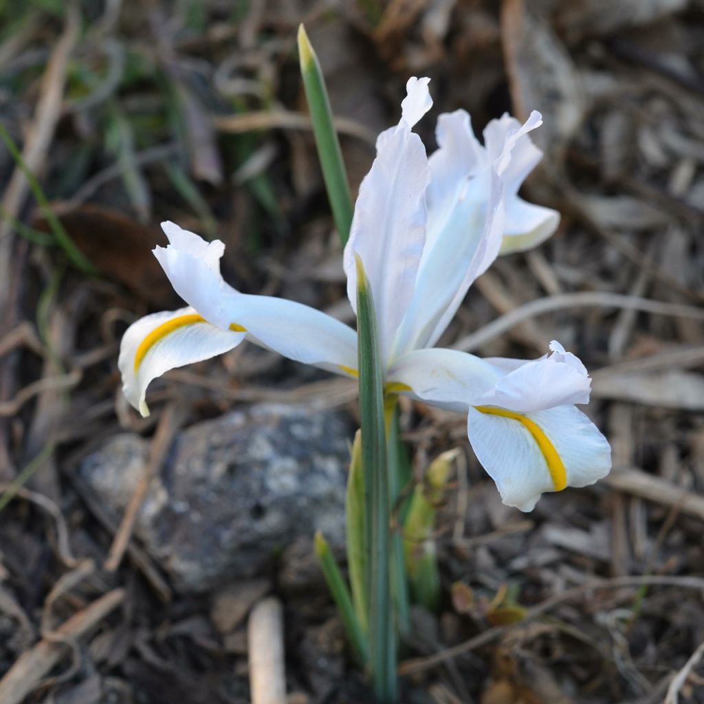 Iris reticulata White Caucasus - Netted iris