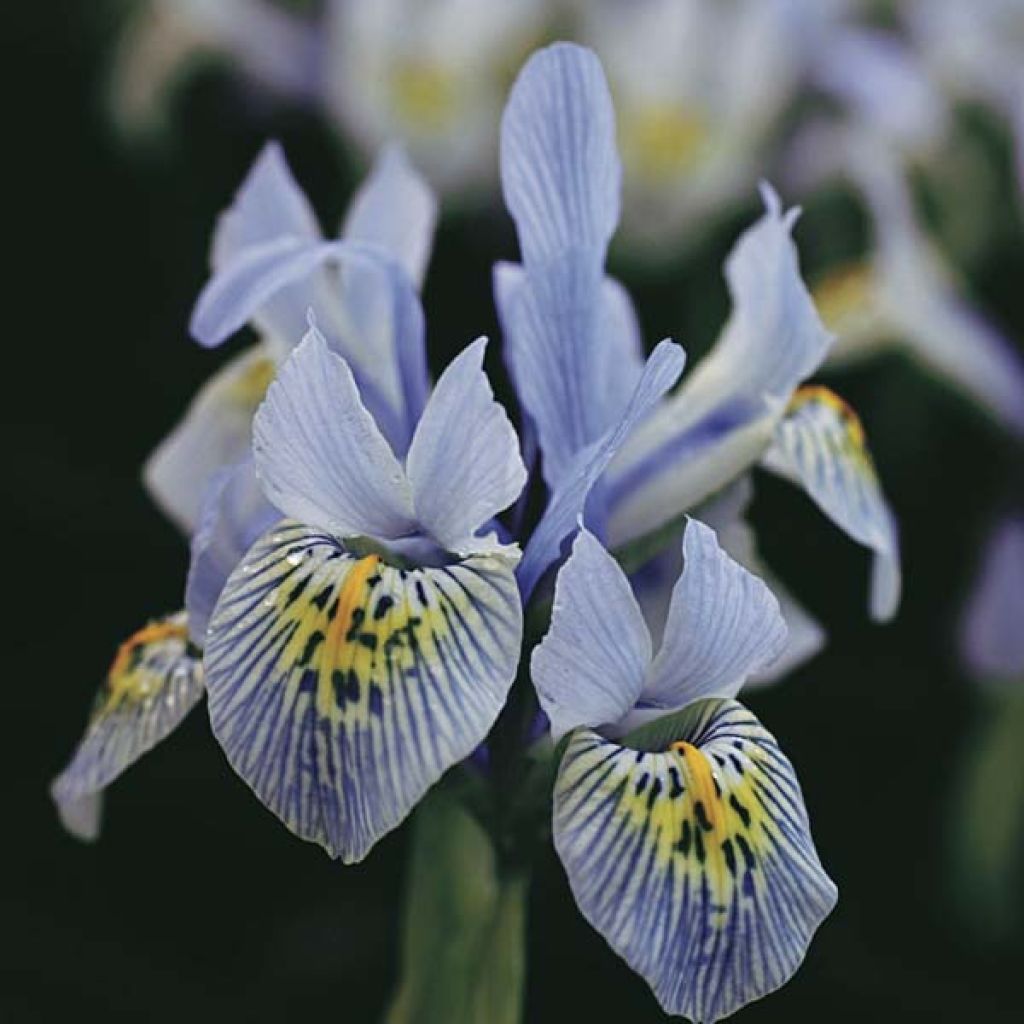 Iris reticulata Katharina Hodgkin