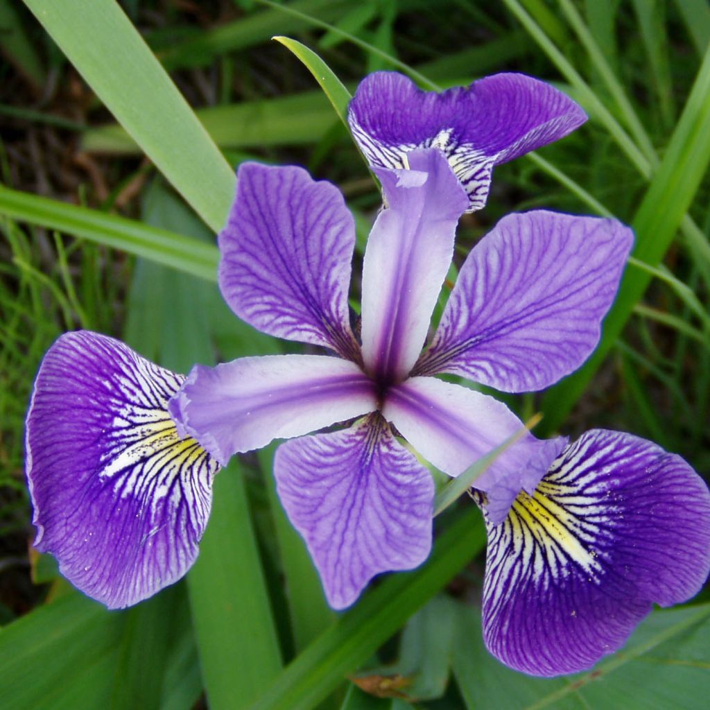 Iris versicolor - Water Iris