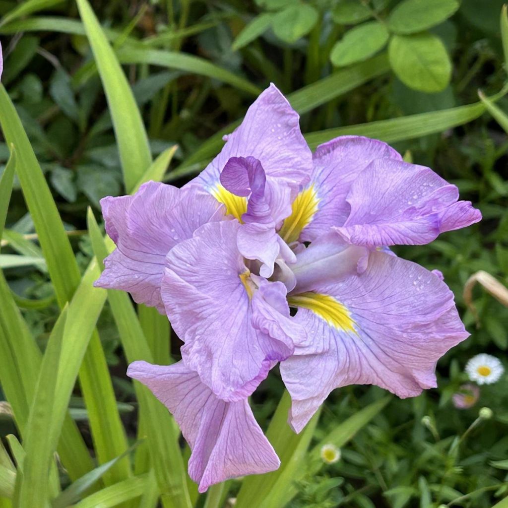 Iris ensata Worley Pink - Japanese Water Iris