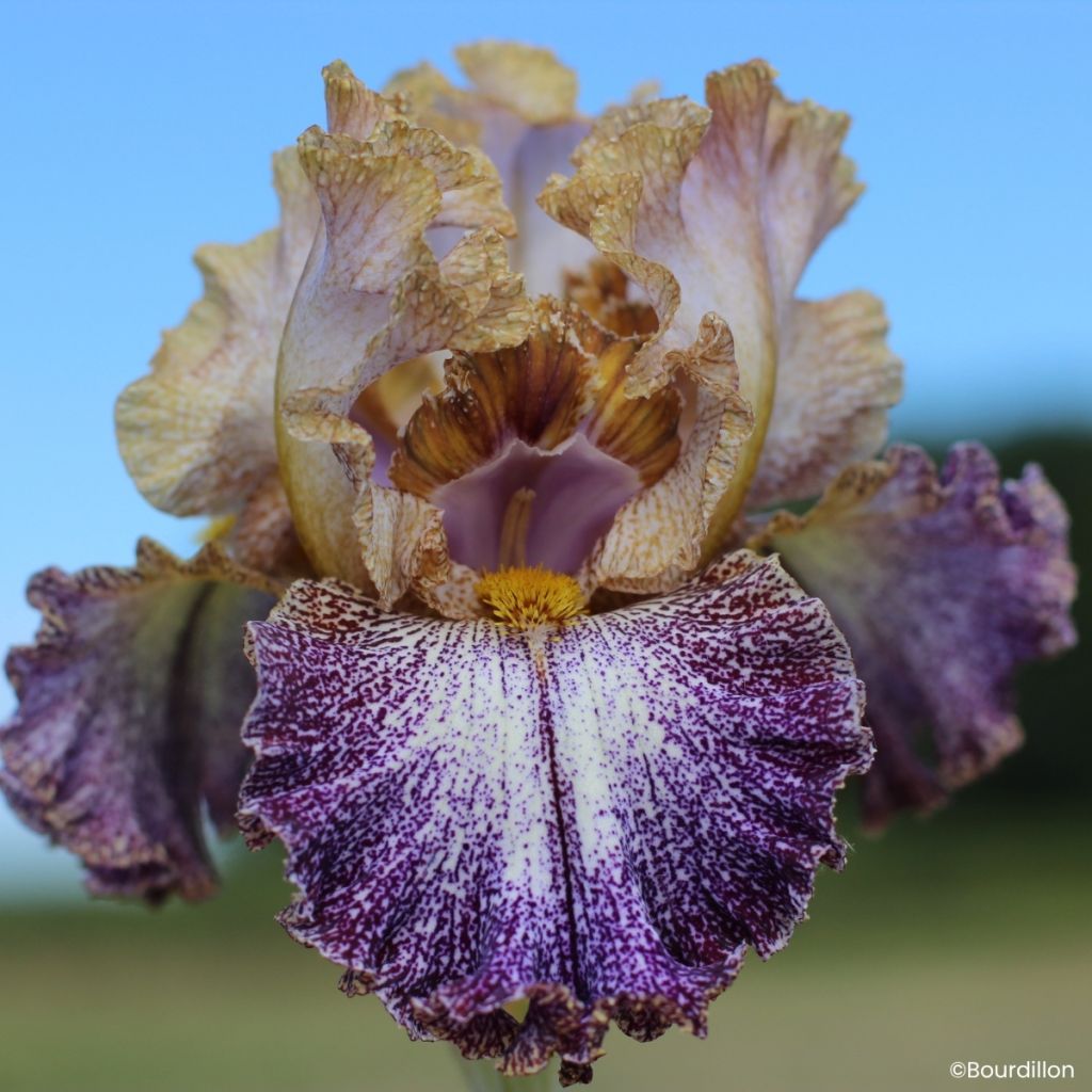 Iris germanica Dipped in Dots - Tall Bearded Iris