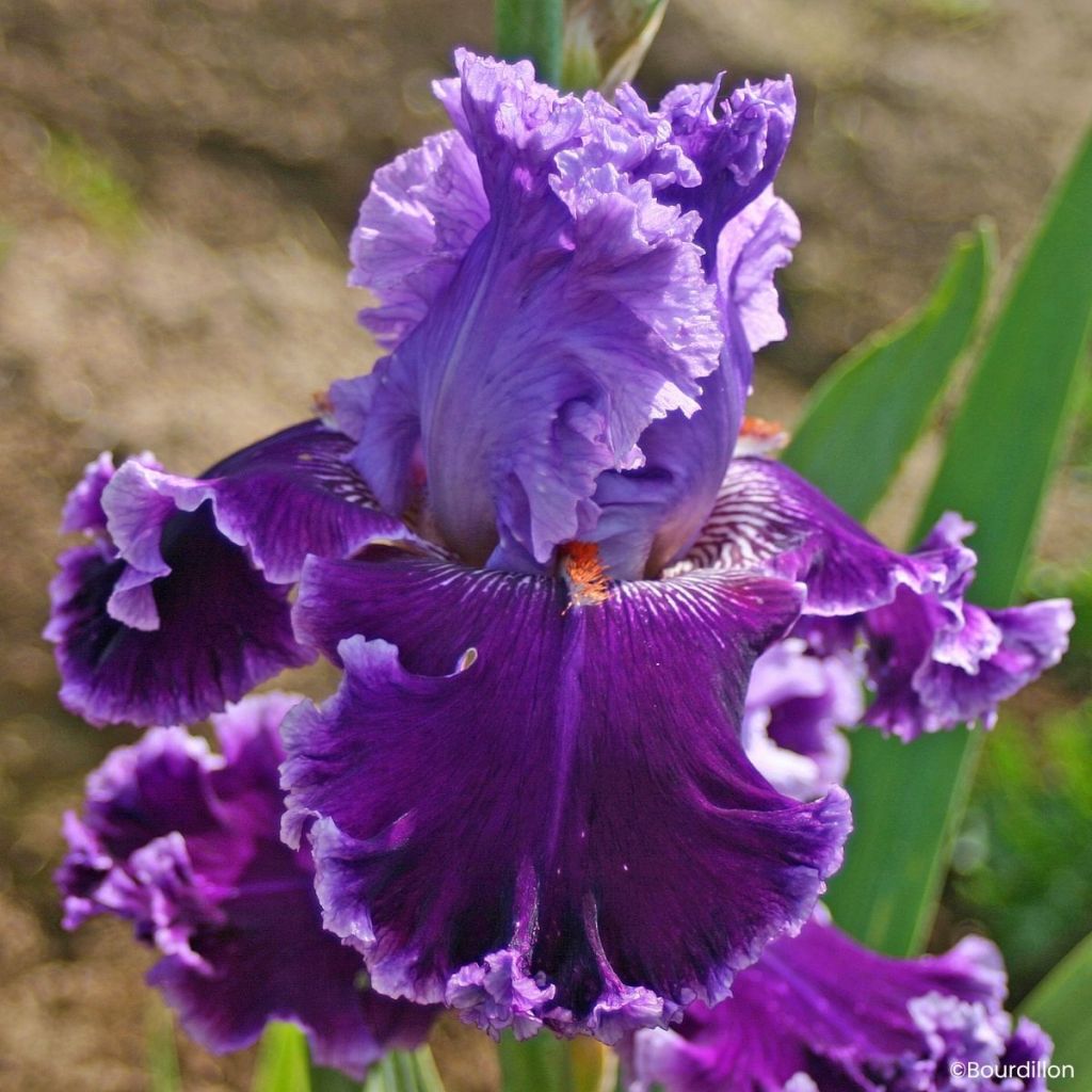 Iris Louisa's Song - Tall bearded iris