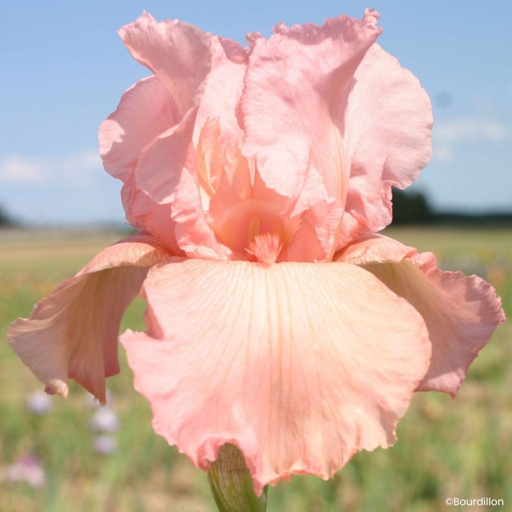 Iris germanica Magical Encounter - Tall Bearded Iris