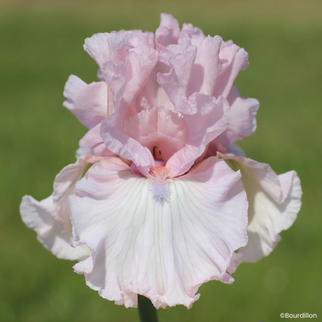 Iris germanica Vanity Girl - Tall Bearded Iris