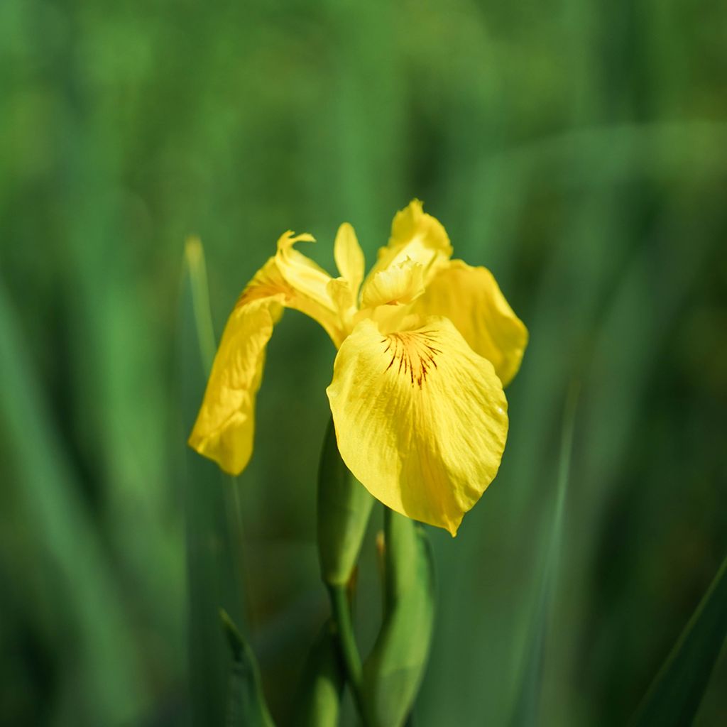 Iris pseudacorus Compact Form - Yellow Flag
