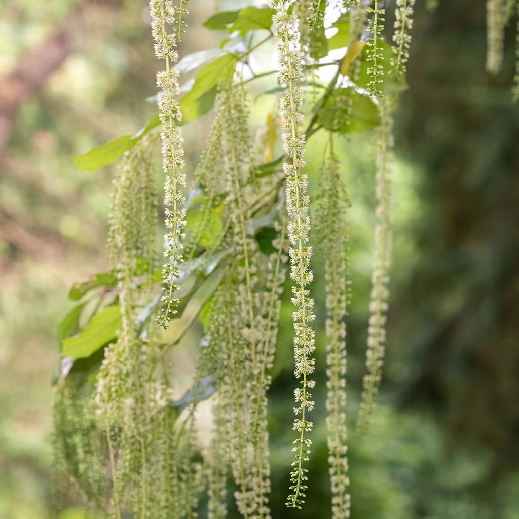 Itea ilicifolia