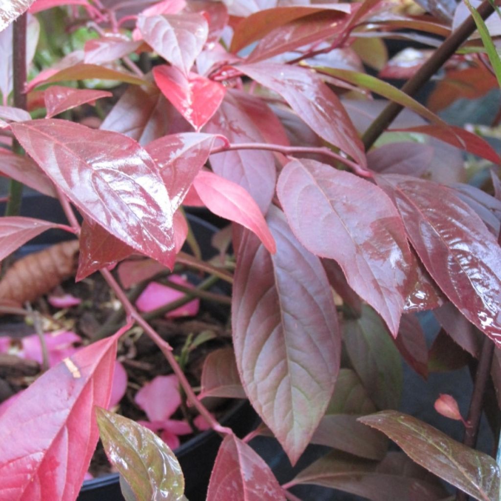Itea virginica Henrys Garnet
