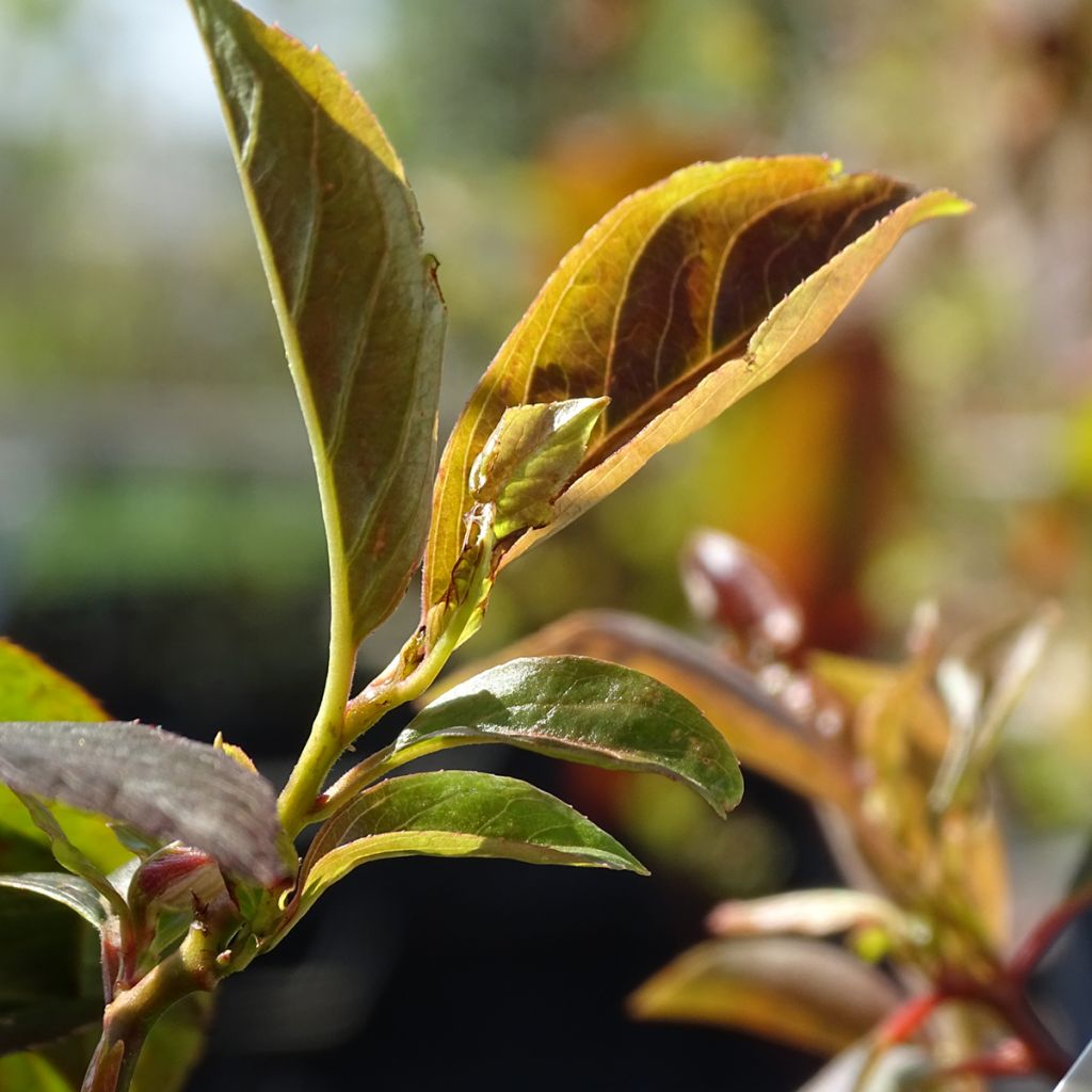 Itea virginica Henrys Garnet